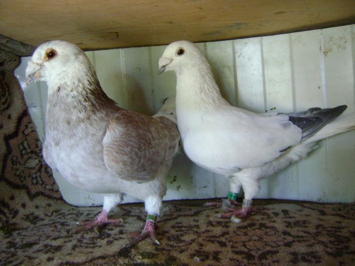 DSC04558 - perechi 2014