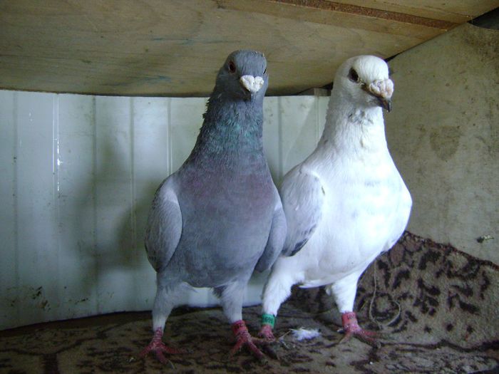 DSC04561 - perechi 2014