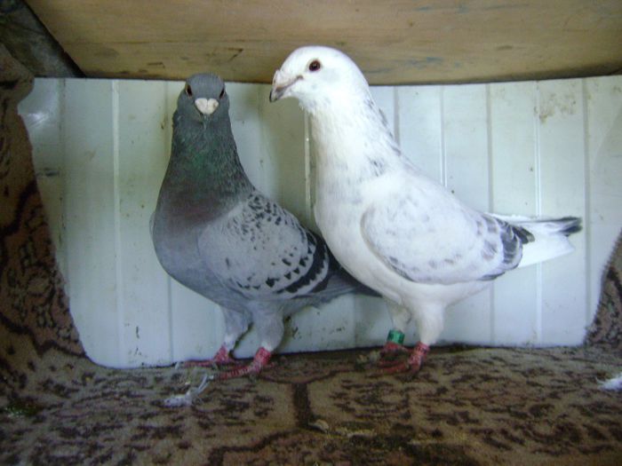 DSC04563 - perechi 2014