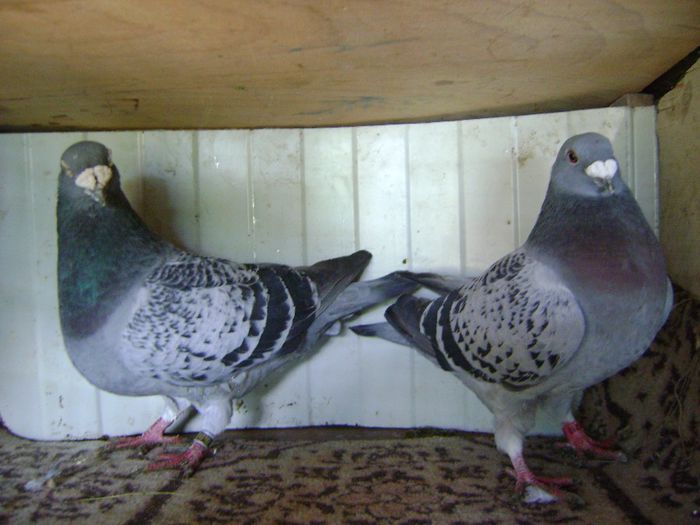 DSC04568 - perechi 2014