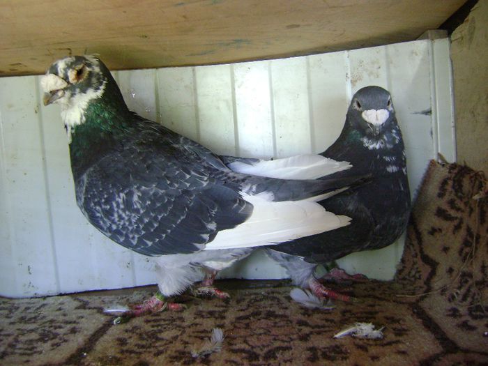 DSC04570 - perechi 2014