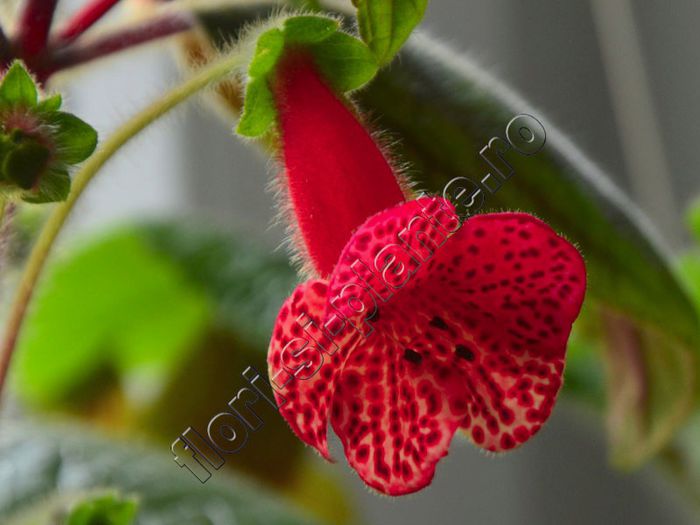 Kohleria Luci s Baby One - KOHLERIA II 2