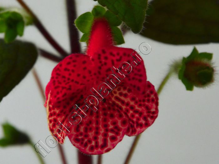 Kohleria Luci s Baby One - KOHLERIA II 2