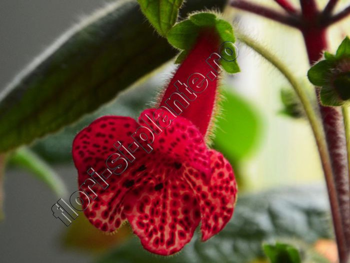 Kohleria Luci s Baby One - KOHLERIA II 2