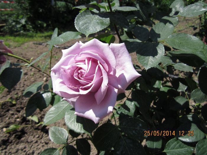 IMG_3311 - trandafiri