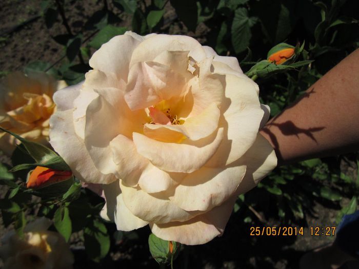 IMG_3315 - trandafiri