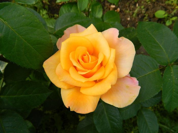  - Roze 2014