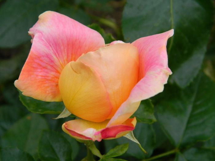  - Roze 2014