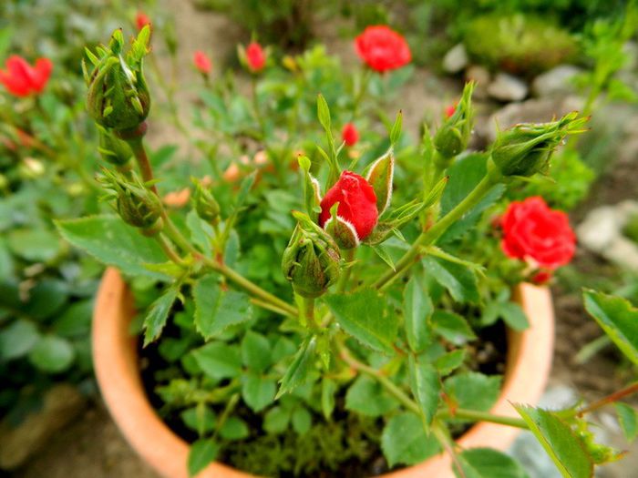 Morsdag - Roze 2014