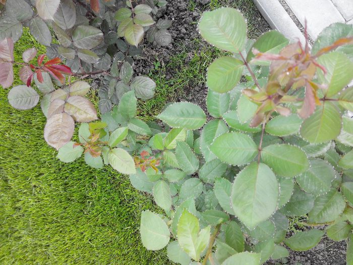 2014429084339 - Trandafiri Tea