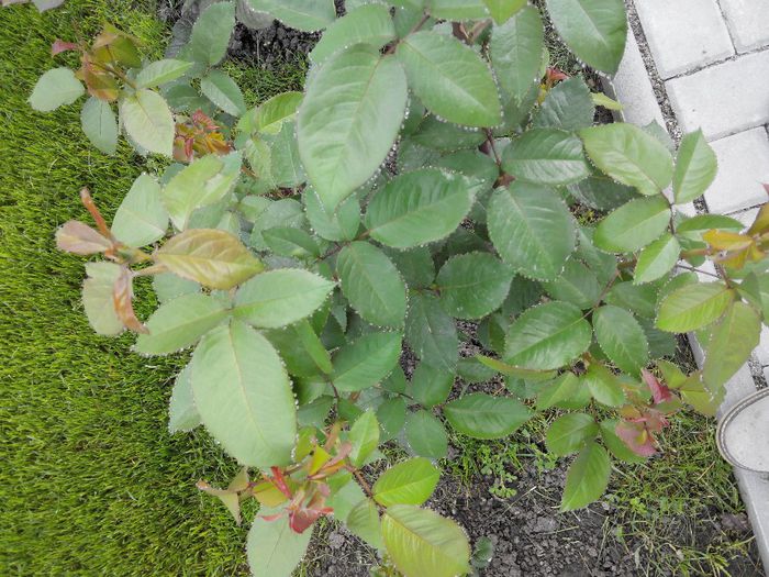 2014429084358 - Trandafiri Tea