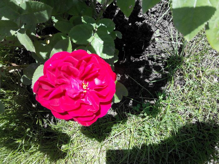 2014519131937 - Trandafiri Tea