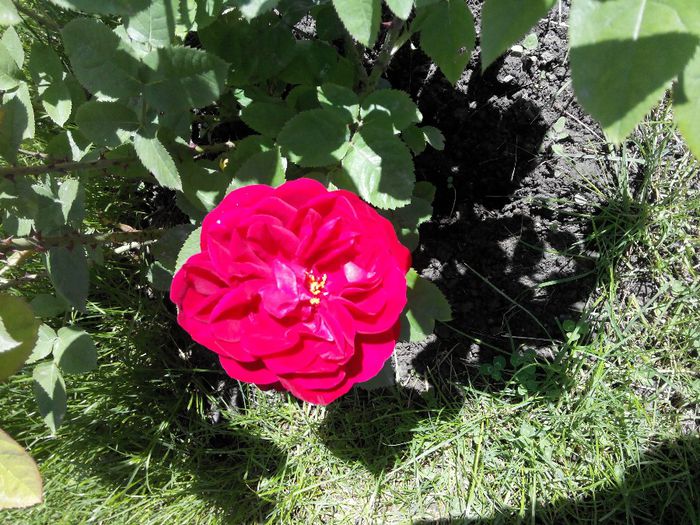 2014519131939 - Trandafiri Tea