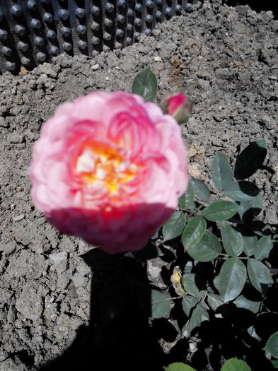 2014519132855 - Trandafiri Tea