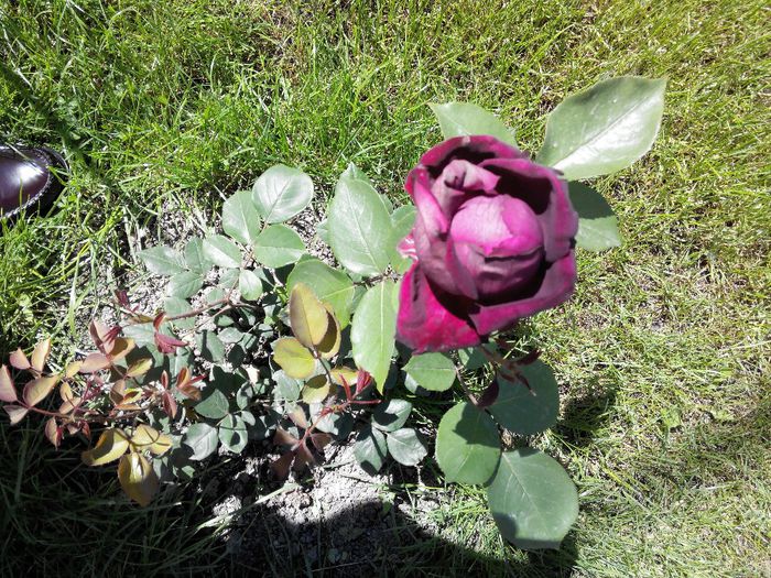 2014519151046 - Trandafiri Tea