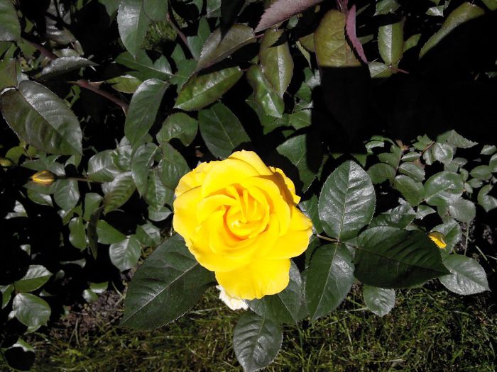 2014519151706 - Trandafiri Tea