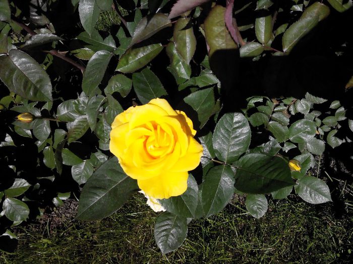 2014519151708 - Trandafiri Tea