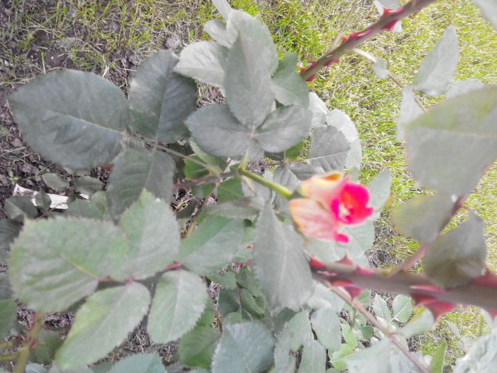 2014521190910 - Trandafiri Tea
