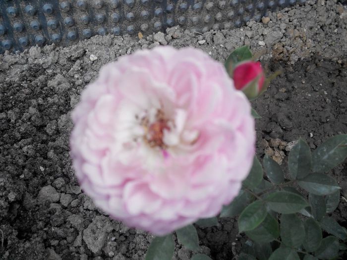 2014521191103 - Trandafiri Tea