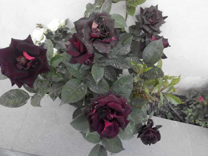 2014521194057 - Trandafiri Tea