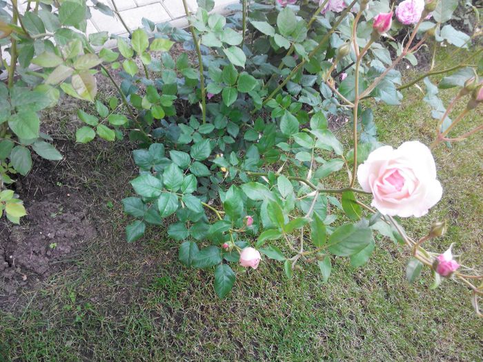 2014527112530_1