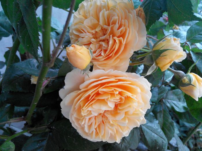 2014527170505 - Trandafiri Tea