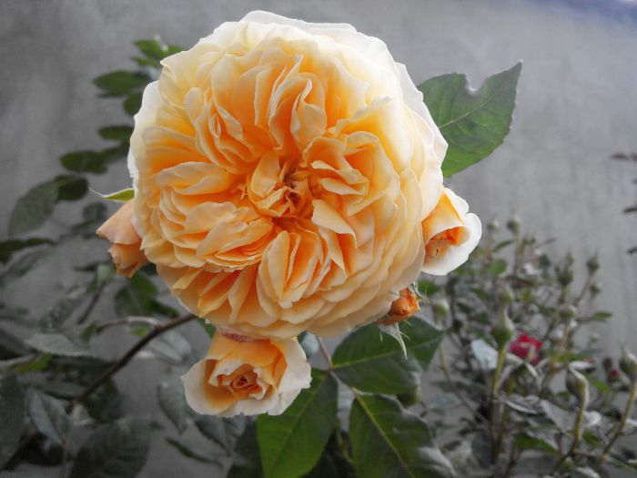 2014527170522 - Trandafiri Tea