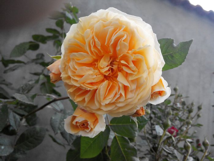 2014527170528 - Trandafiri Tea