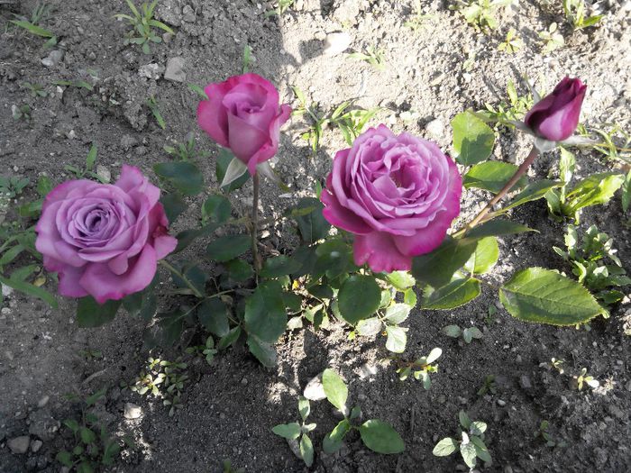 2014527183839 - Trandafiri Tea