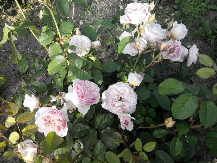 2014527184118 - Trandafiri Tea