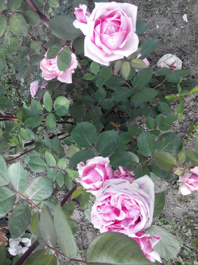 2014527184128 - Trandafiri Tea