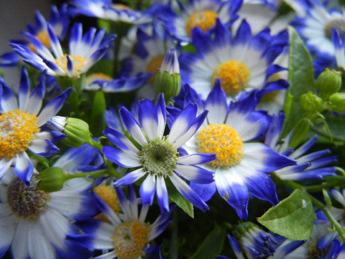 Pericallis x hybrida Blue (2014, March 16) - Pericallis x hybrida Blue