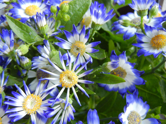 Pericallis x hybrida Blue (2014, March 16)