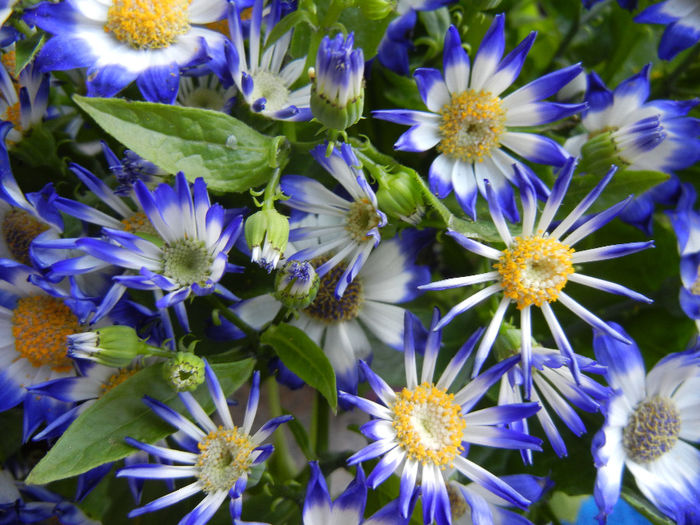 Pericallis x hybrida Blue (2014, March 16) - Pericallis x hybrida Blue