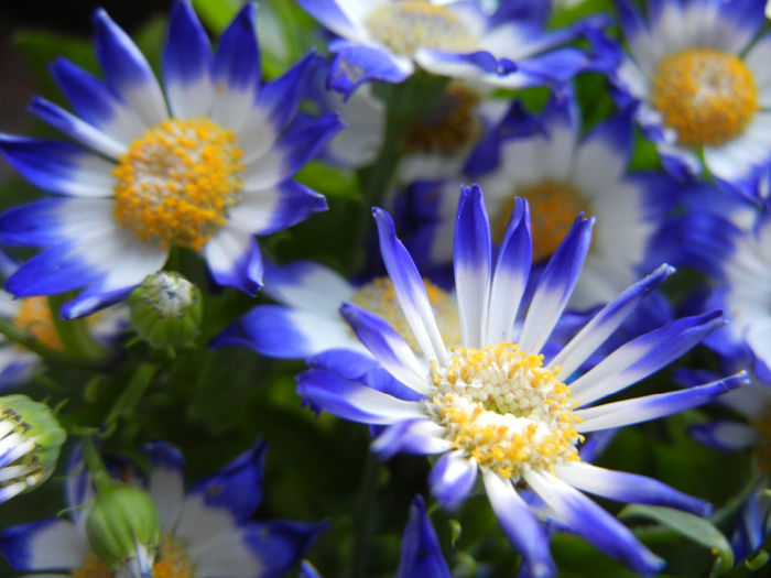 Pericallis x hybrida Blue (2014, March 16)