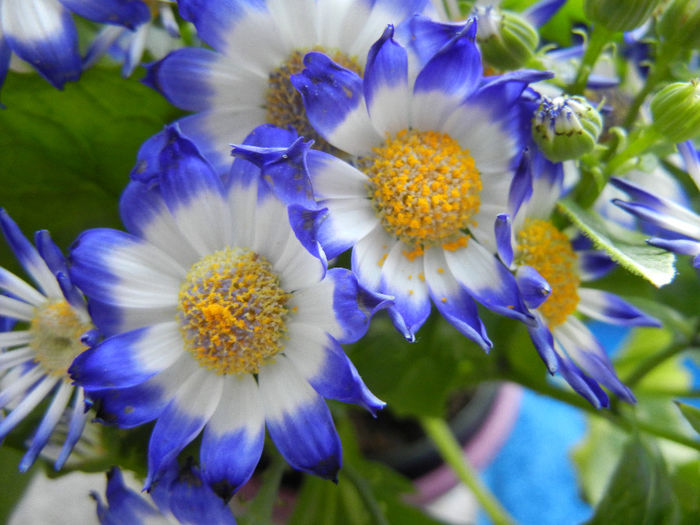 Pericallis x hybrida Blue (2014, March 16)