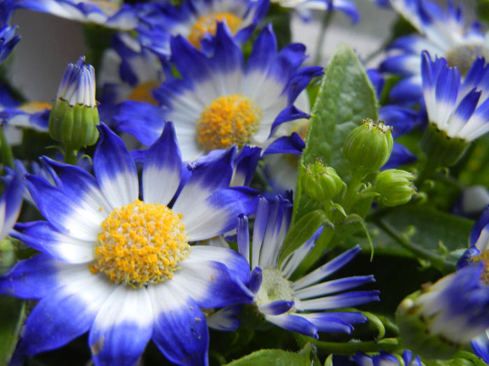 Pericallis x hybrida Blue (2014, March 16)