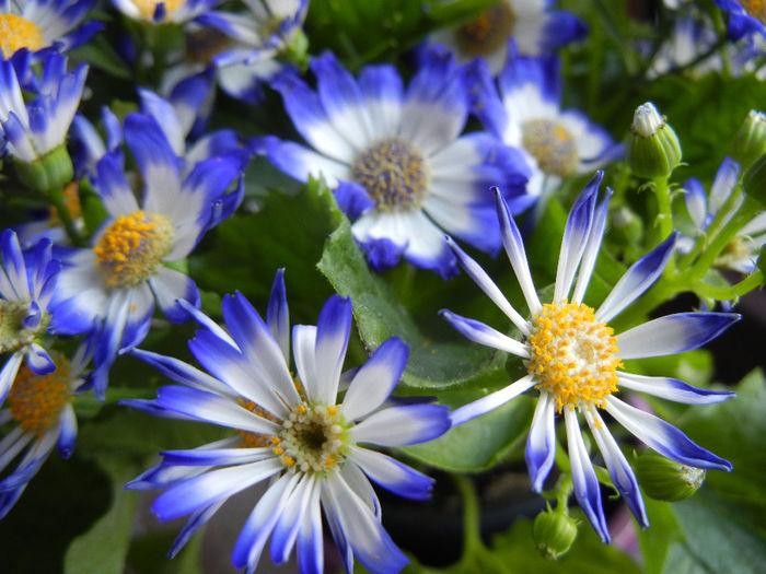 Pericallis x hybrida Blue (2014, March 16)