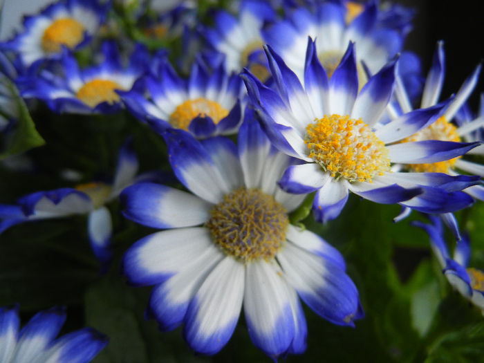 Pericallis x hybrida Blue (2014, March 16) - Pericallis x hybrida Blue