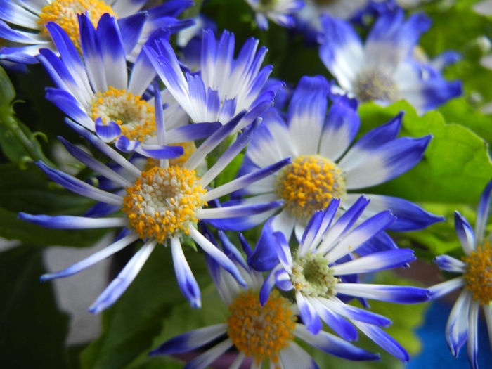 Pericallis x hybrida Blue (2014, March 16)