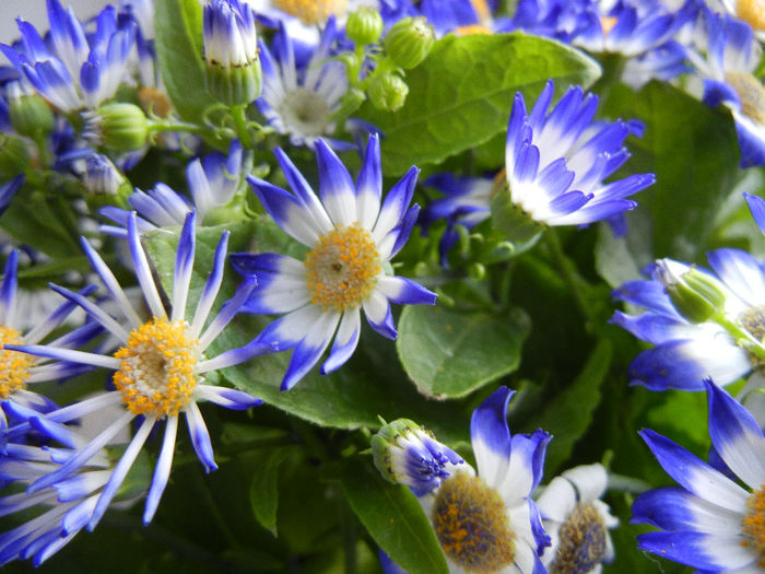 Pericallis x hybrida Blue (2014, March 16)