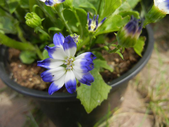 Pericallis x hybrida Blue (2014, May 18) - Pericallis x hybrida Blue