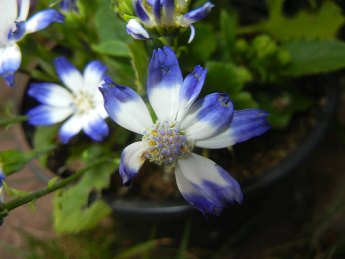 Pericallis x hybrida Blue (2014, May 21)
