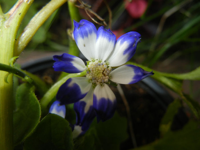 Pericallis x hybrida Blue (2014, May 21) - Pericallis x hybrida Blue