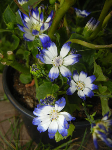 Pericallis x hybrida Blue (2014, May 21)