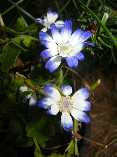 Pericallis x hybrida Blue (2014, May 24)