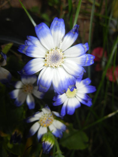 Pericallis x hybrida Blue (2014, May 24)