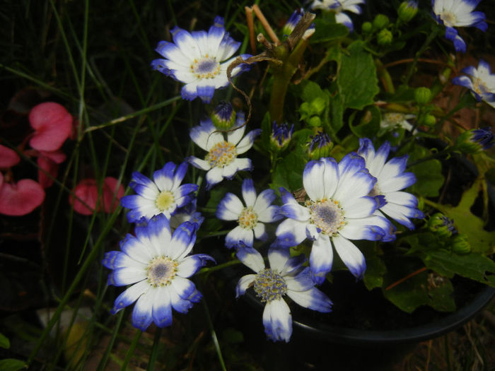 Pericallis x hybrida Blue (2014, May 24) - Pericallis x hybrida Blue