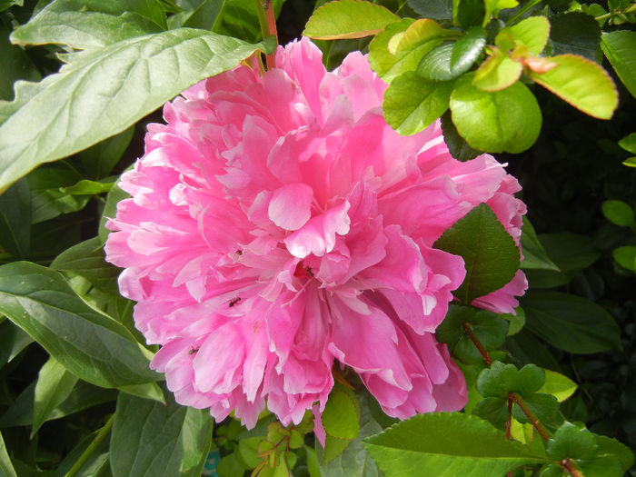 Peony. Bujor (2014, May 18) - BUJORI_Peony Paeonia