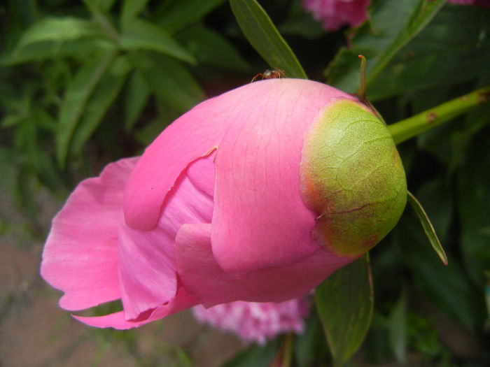 Peony. Bujor (2014, May 18) - BUJORI_Peony Paeonia